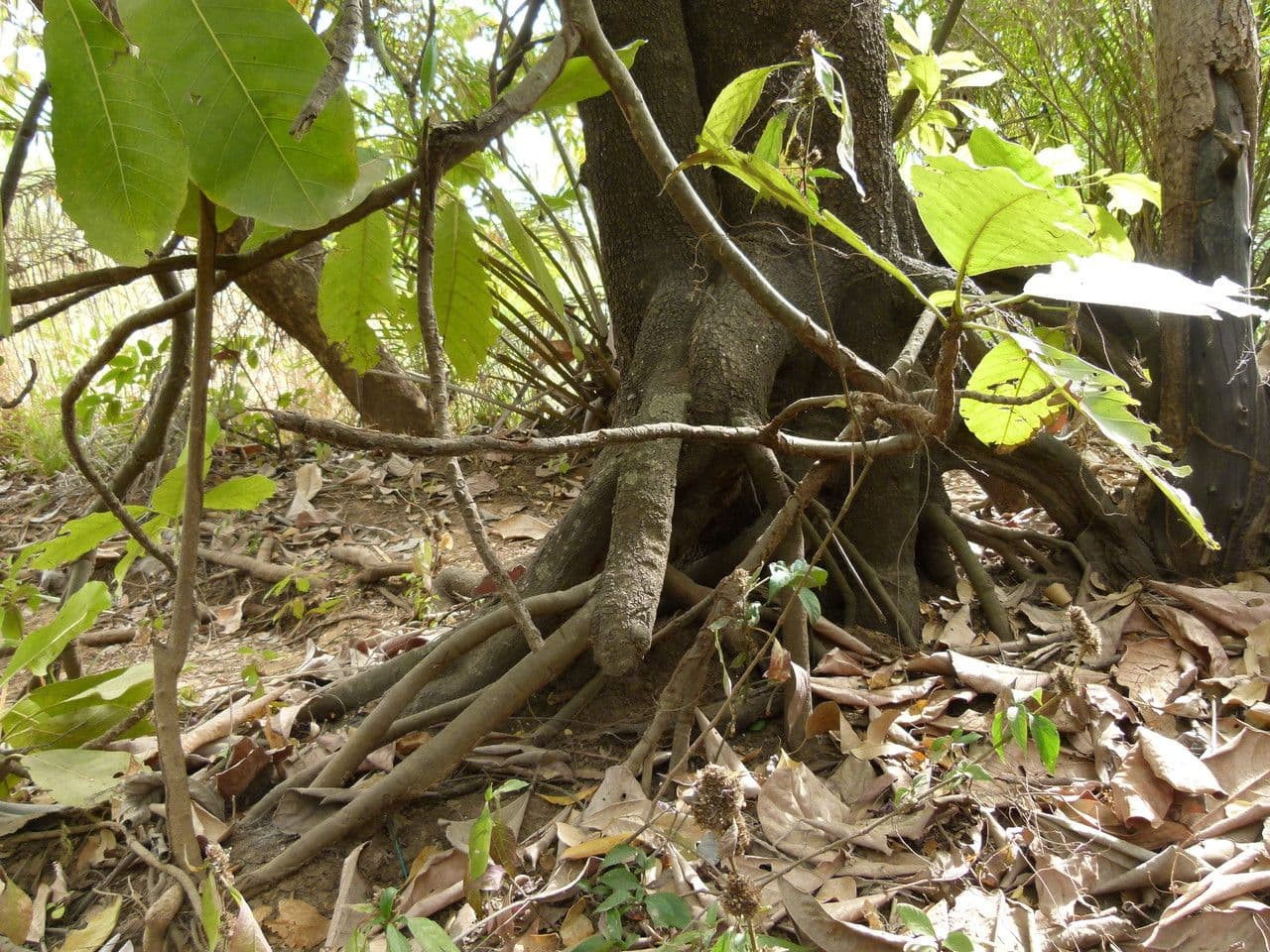 Togo-Uapaca 5