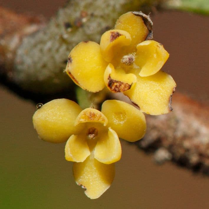 Phyllanthus 6