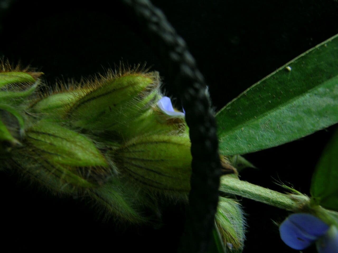 Rattlebox 3