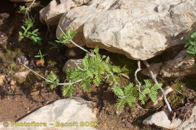 Lavanda 6