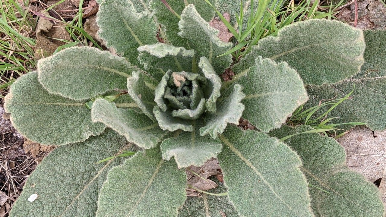 Verbasco phlomoides 7