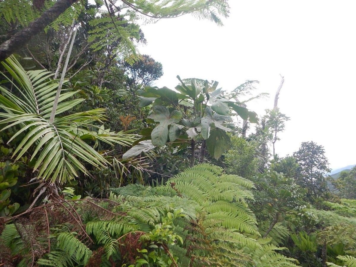Acropogon