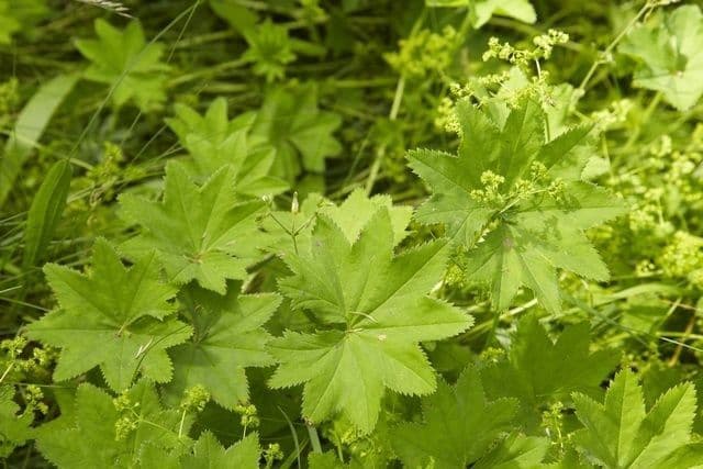 Alchemilla pelosa 7