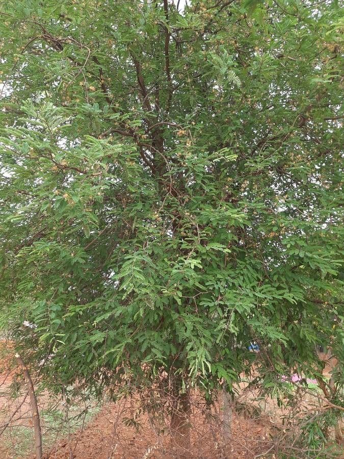 Tamarinde 30