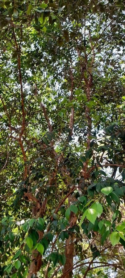 Myrcianthes pungens 3