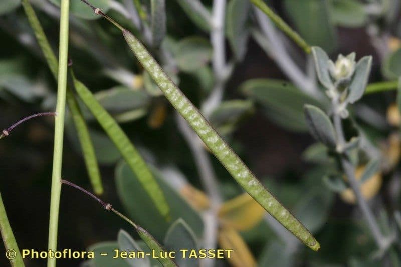 Diplotaxis harra 20
