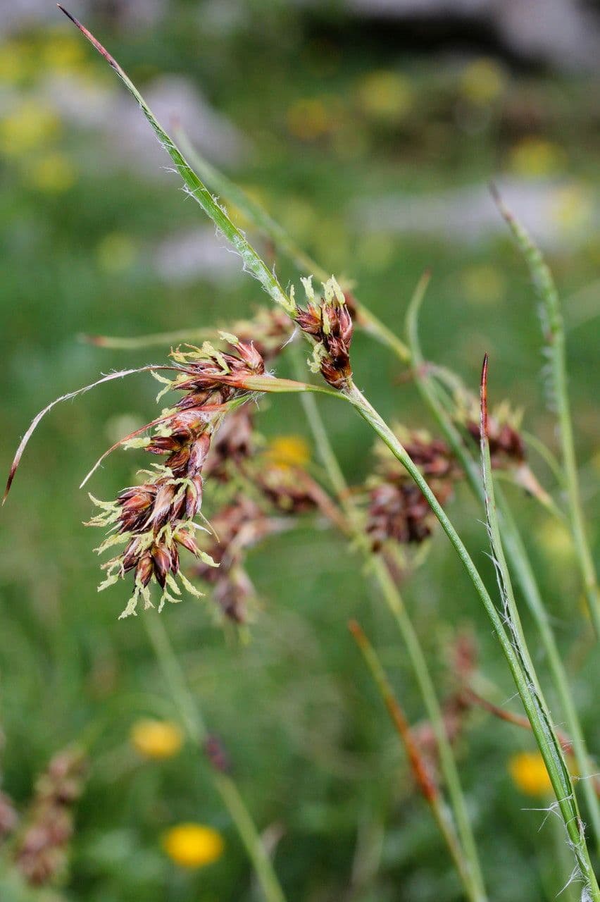 Junco pediforme 8