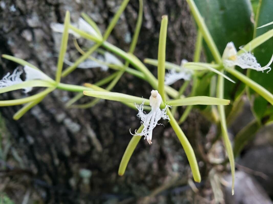 Epidendrum ciliato 5