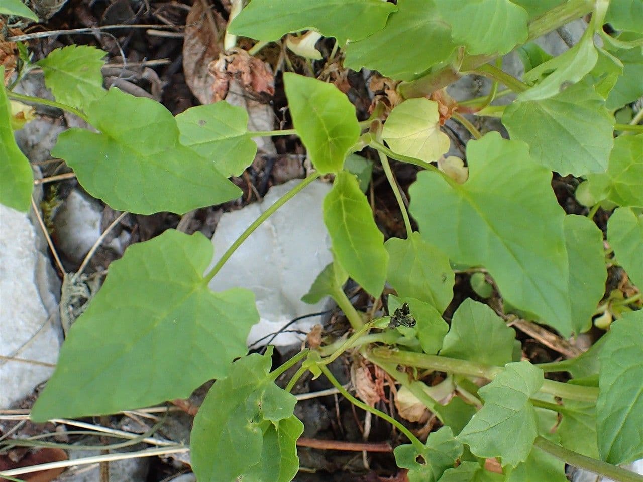 Valeriana trifogliata 14