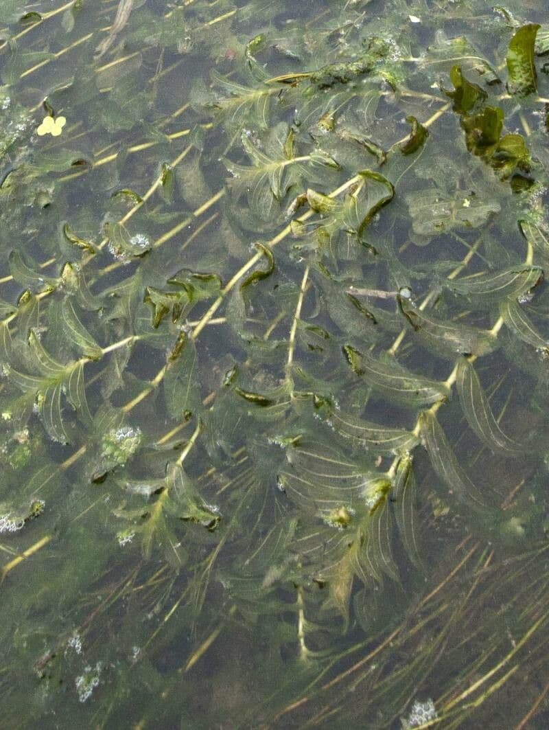 Brasca perfoliata 14