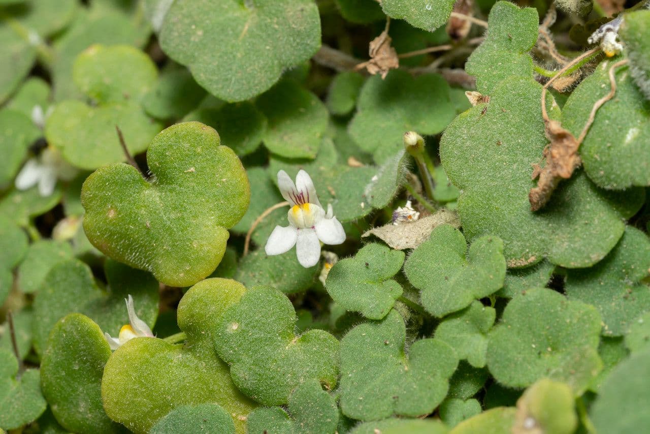 Cymbalaria