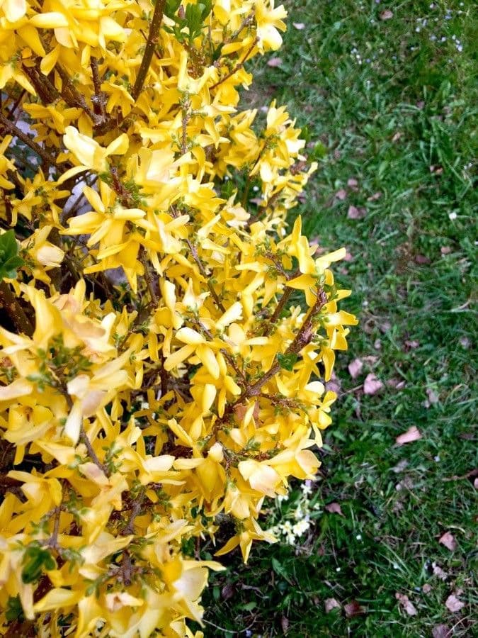 Forsythia pendula 8
