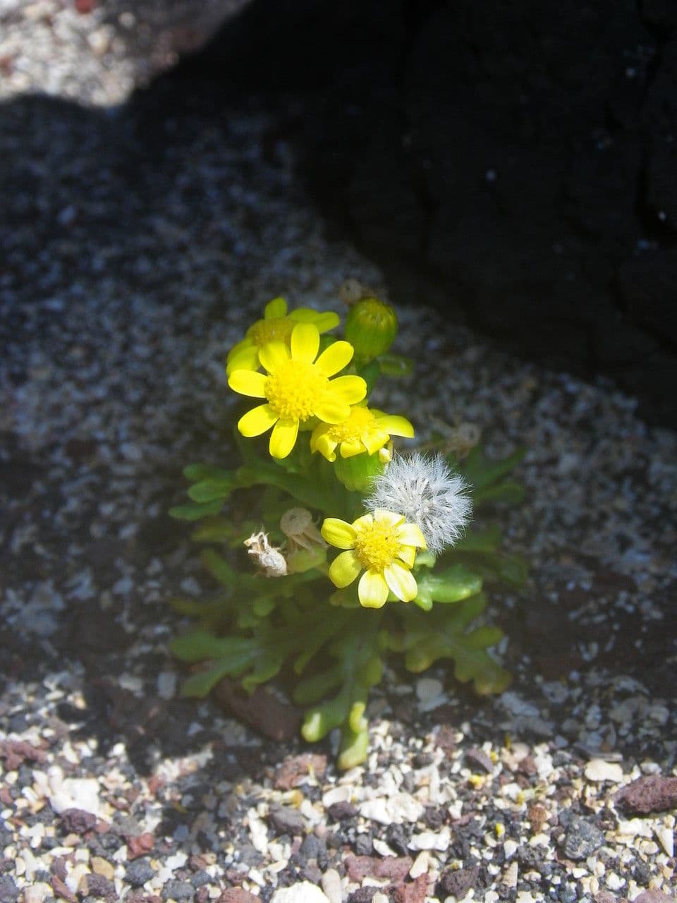 Senecione 2