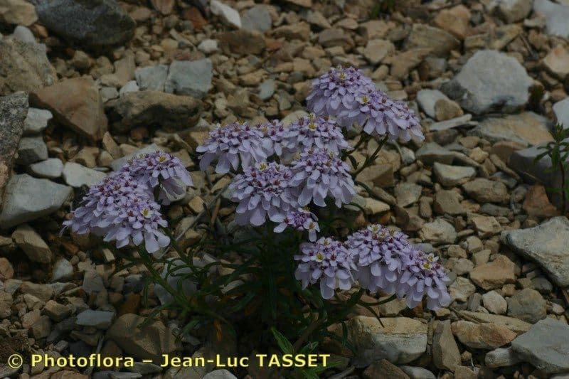 Iberis di Auronsa 6