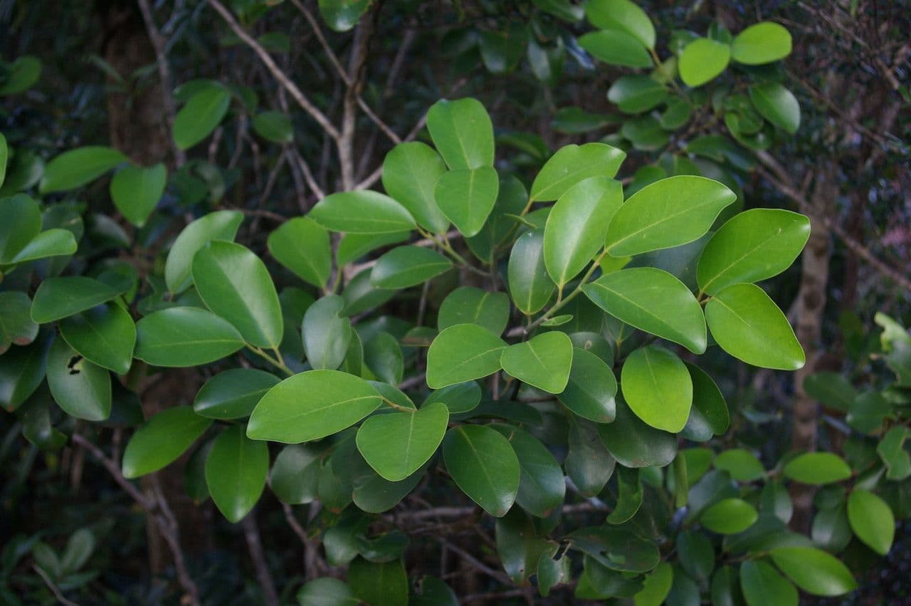Gastrolepis 8