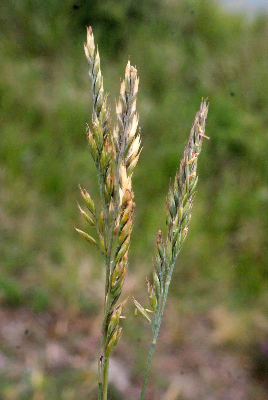 Festuca di Huon 4