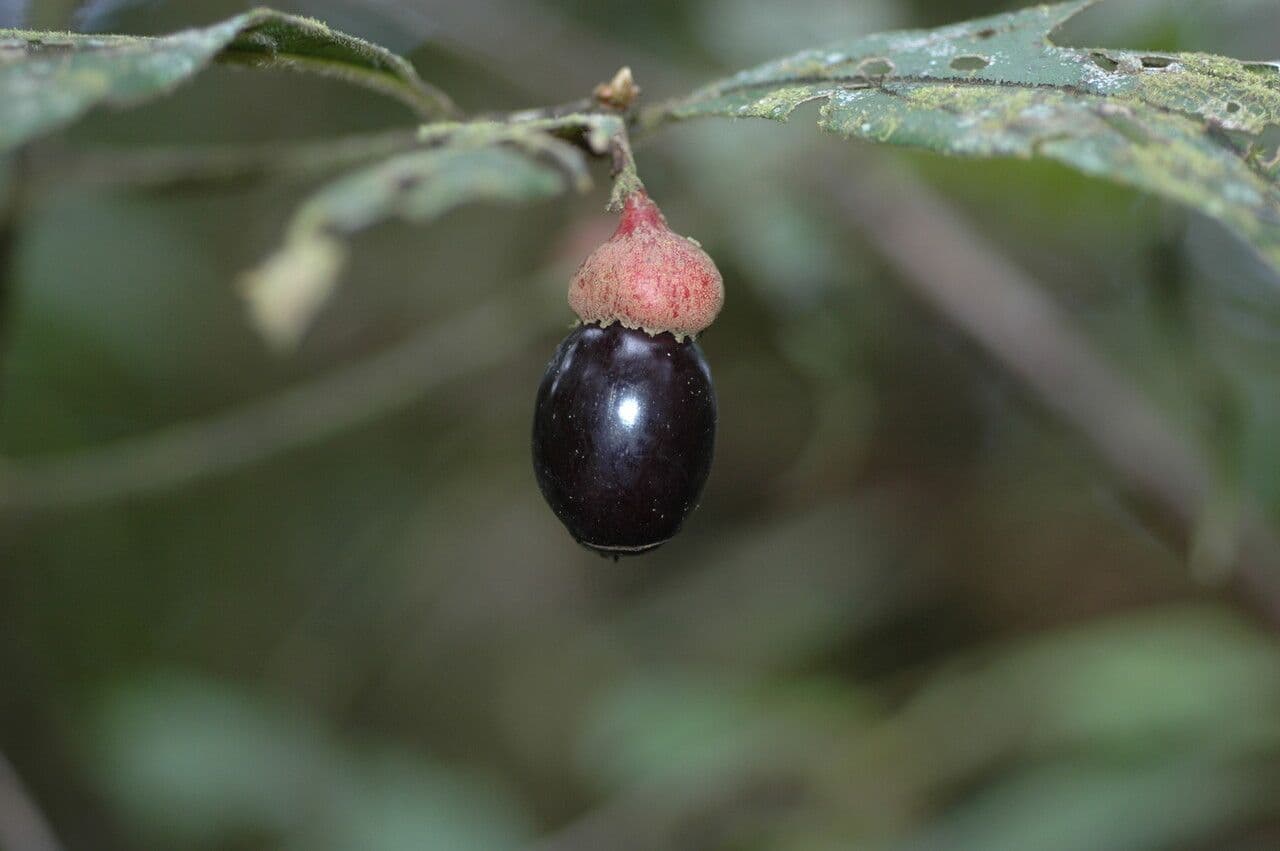 Endlicheria metlinatá