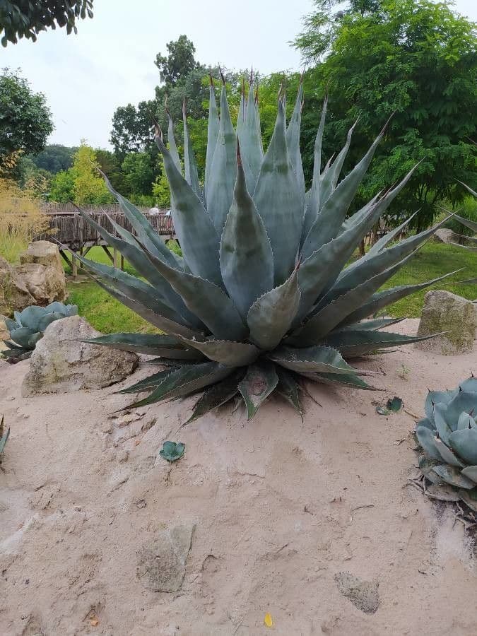 Havard-Agave
