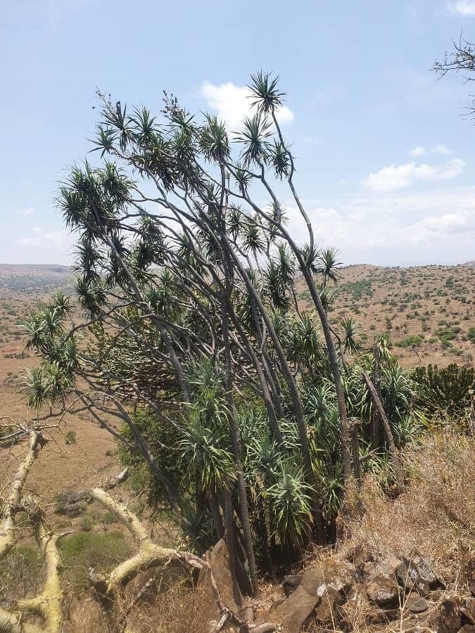 Dracena 3