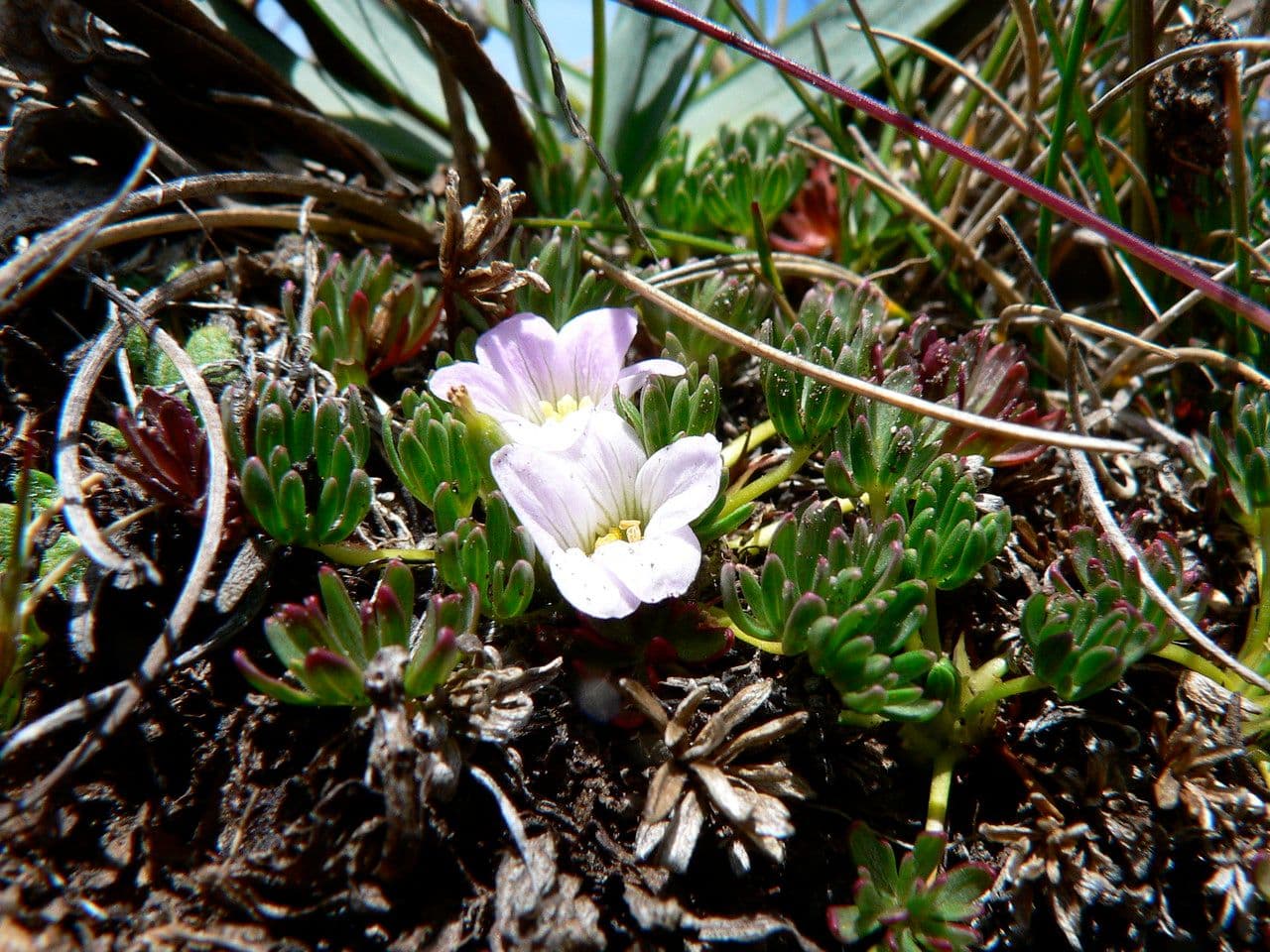 Storchschnabel
