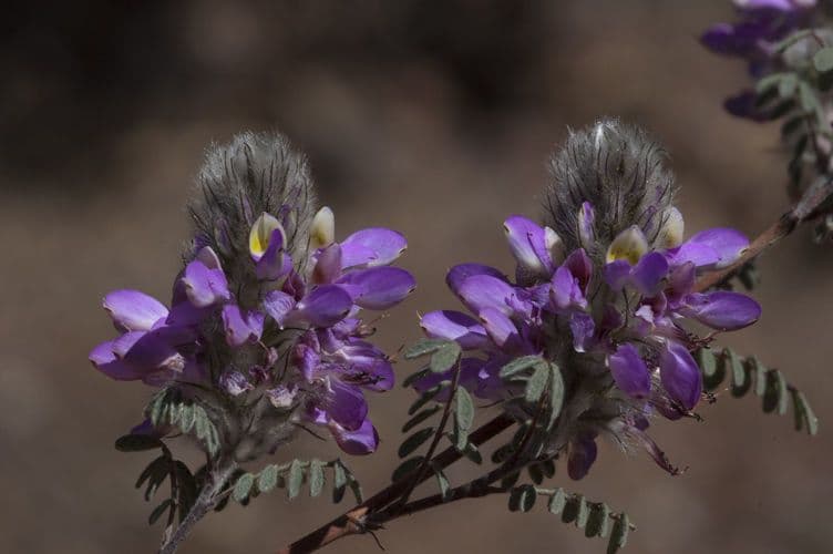 Dalea 2