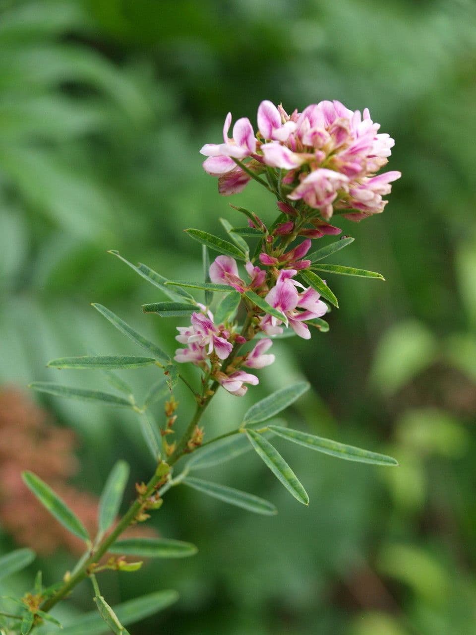 Lespedeza 4