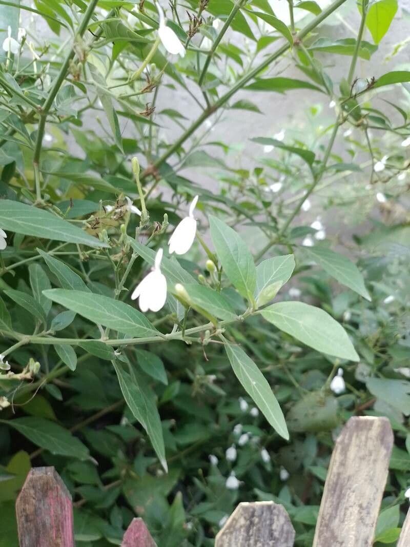 Rhinacanthus 3