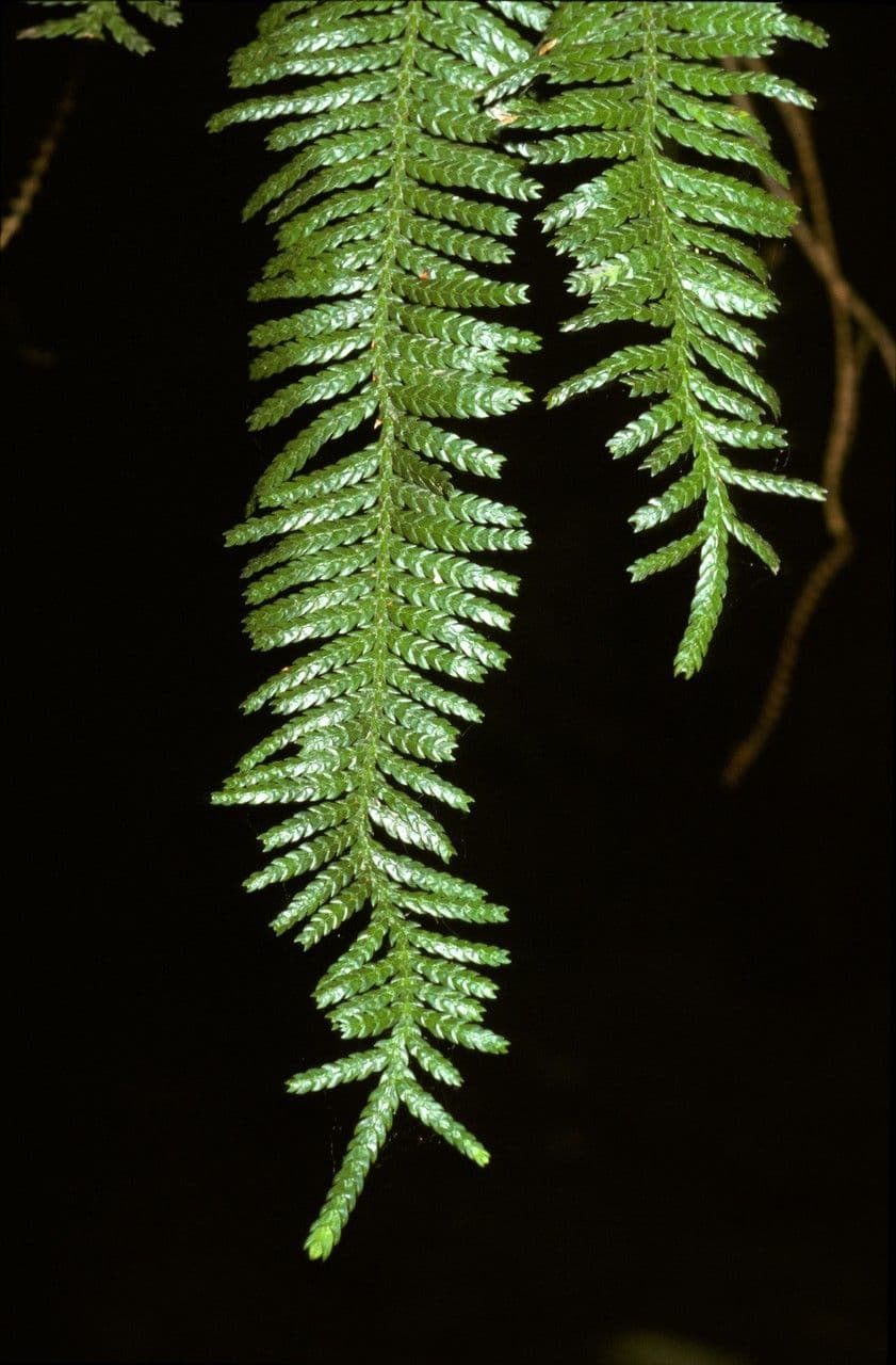 Kawaka