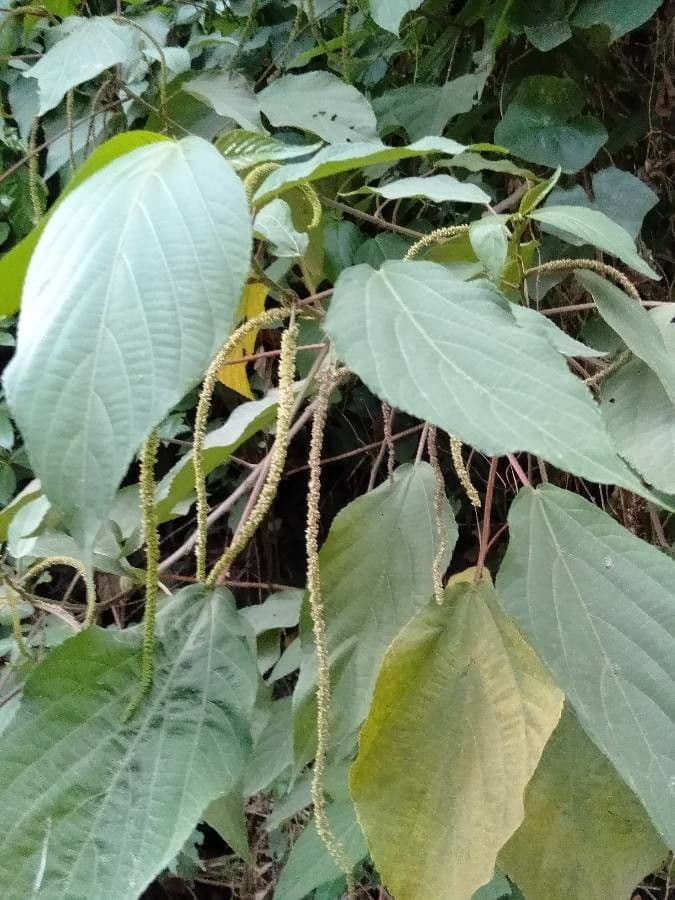 Acalypha 5