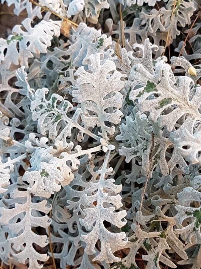 Cineraria 16