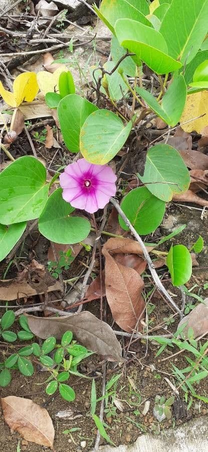 Ipomoea 5