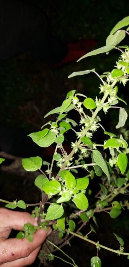 Pellitorie Floridská