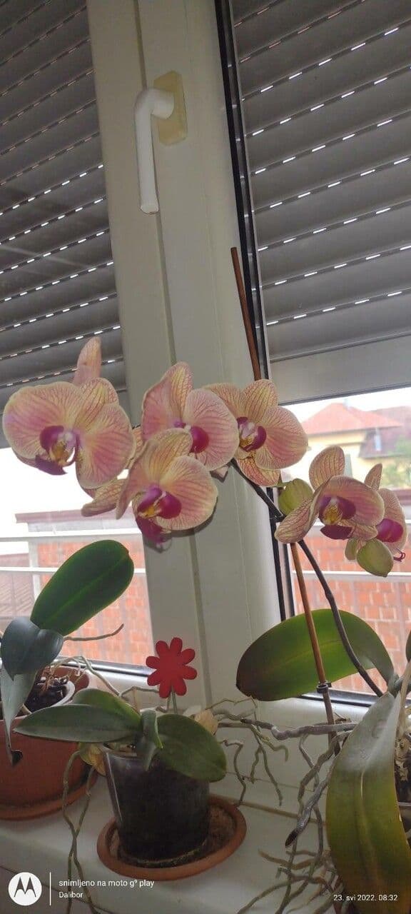 Cymbidium 4