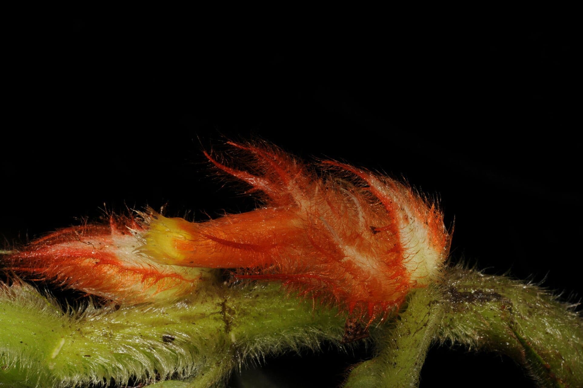 Columnea