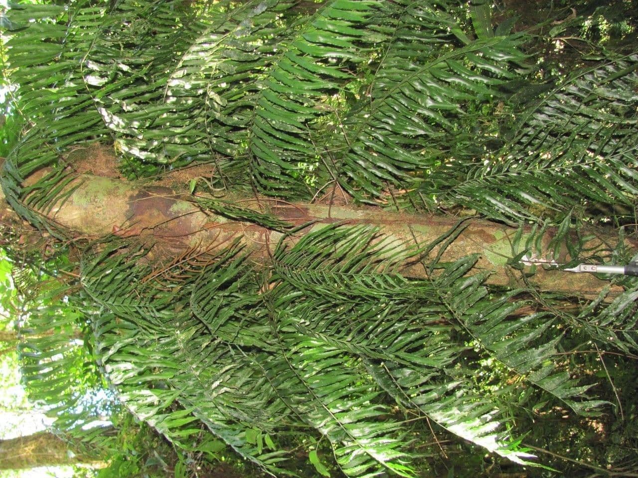 Lomariopsis 4