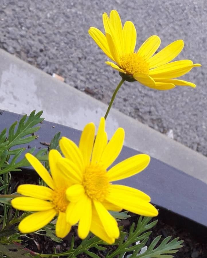 Euryops 5