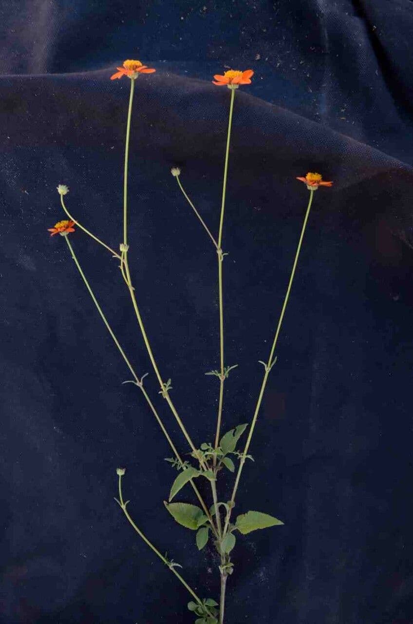 Bidens