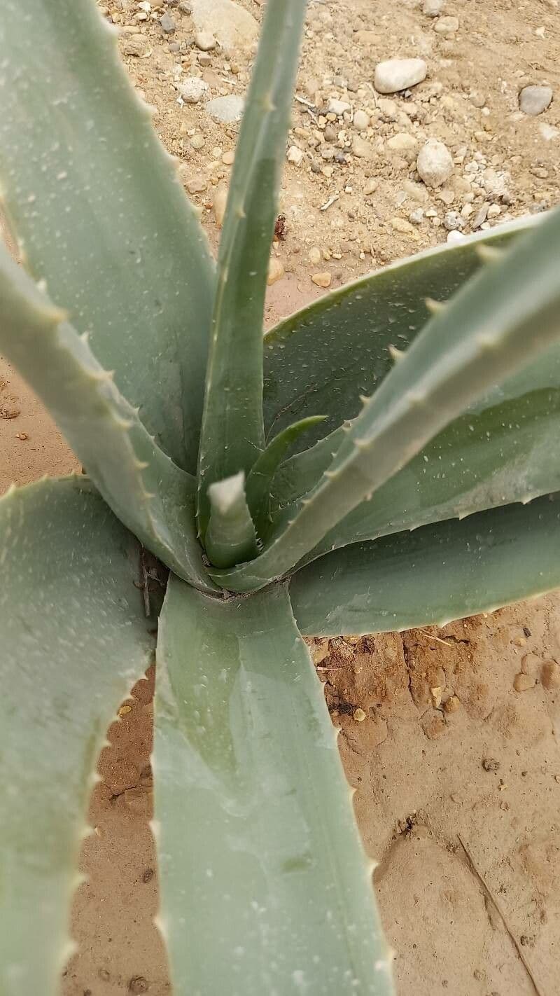 Aloe vera 23