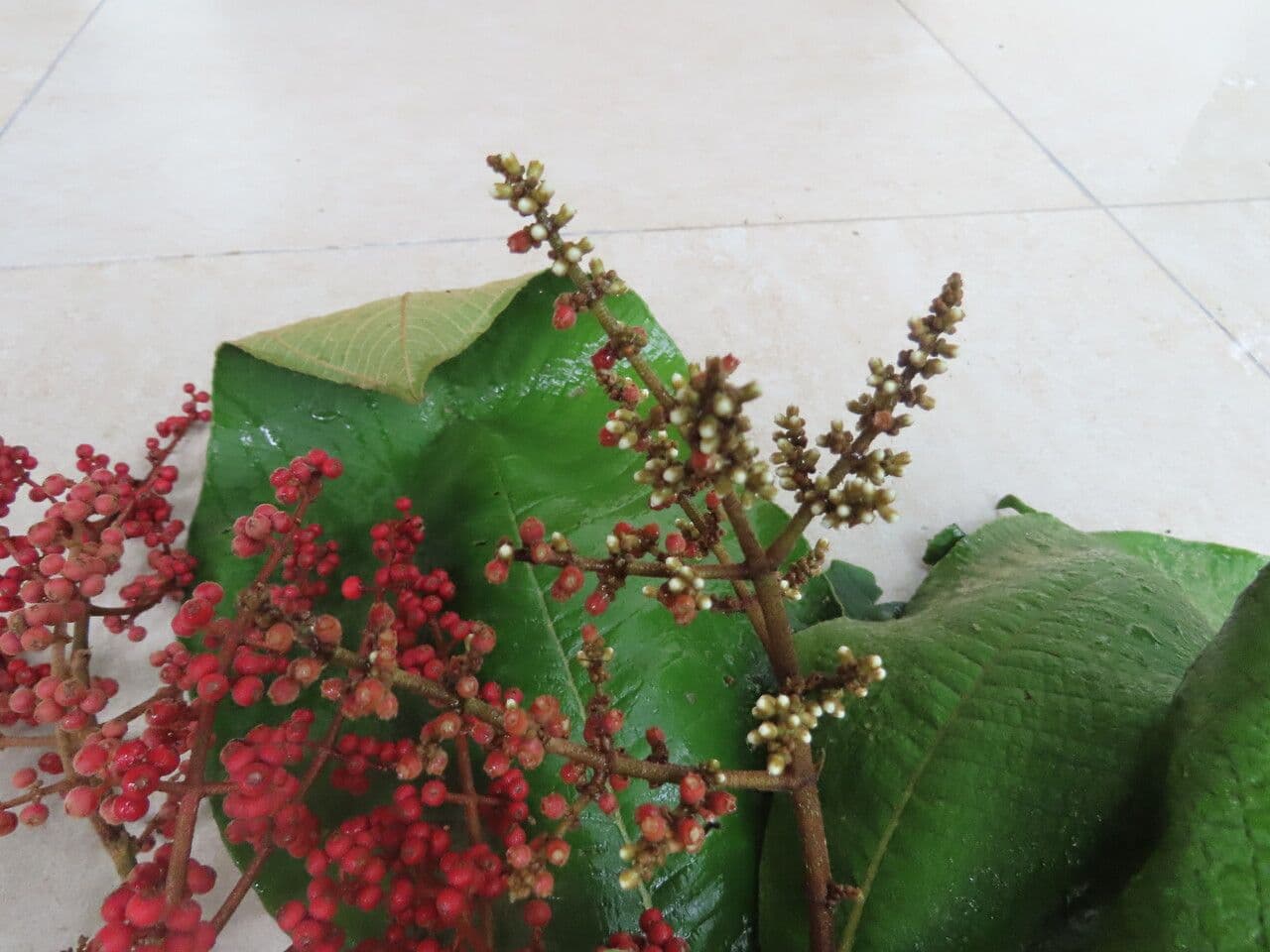 Miconia 5