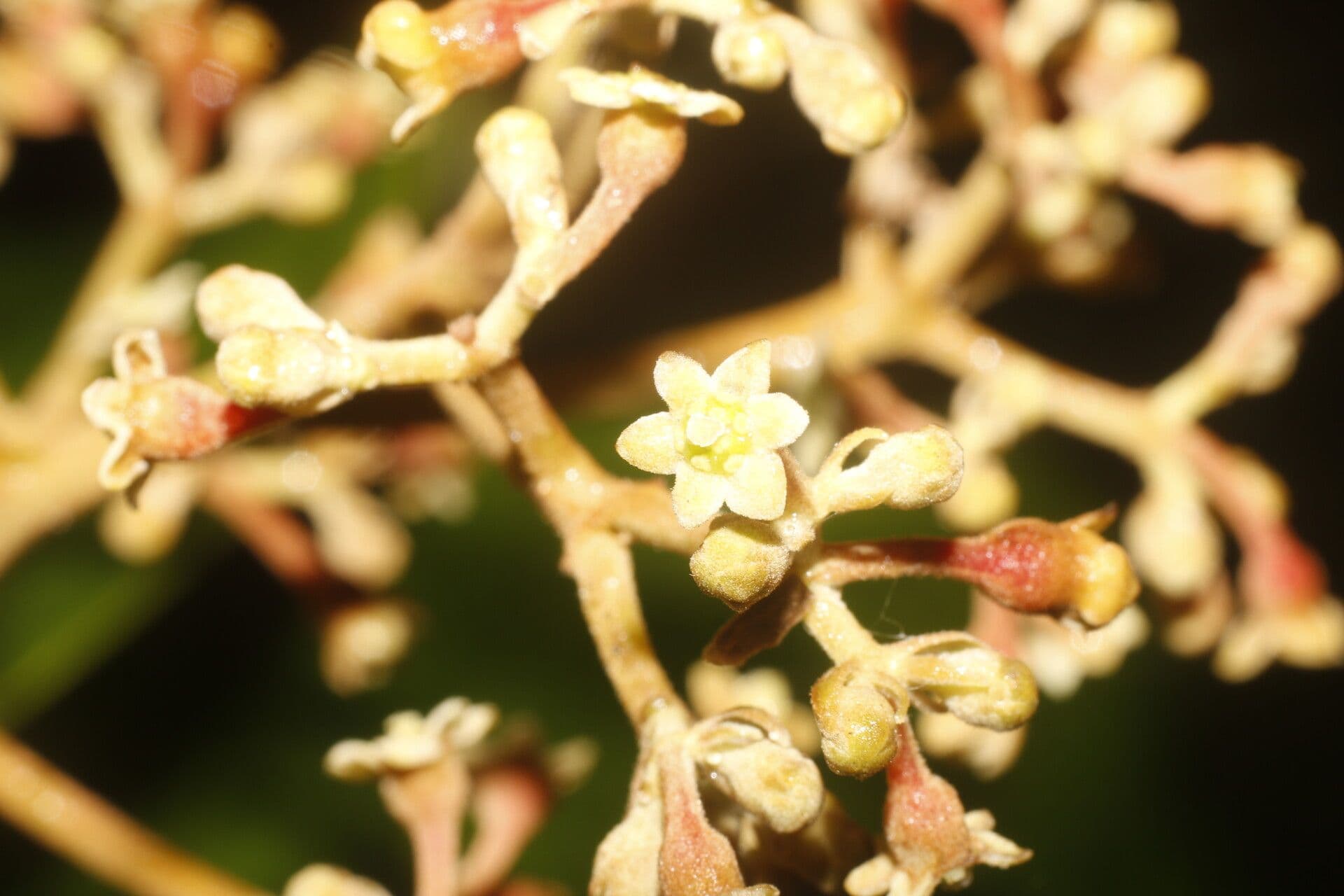 Rhodostemonodaphne 5