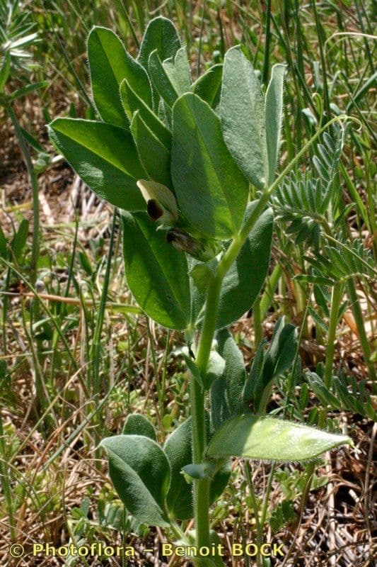 Vesce 14