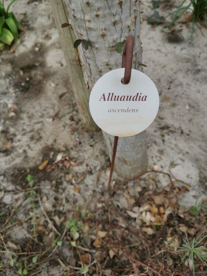 Alluaudia 14