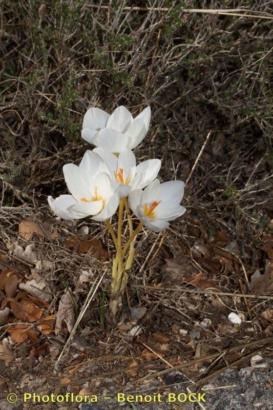Zafferano 12