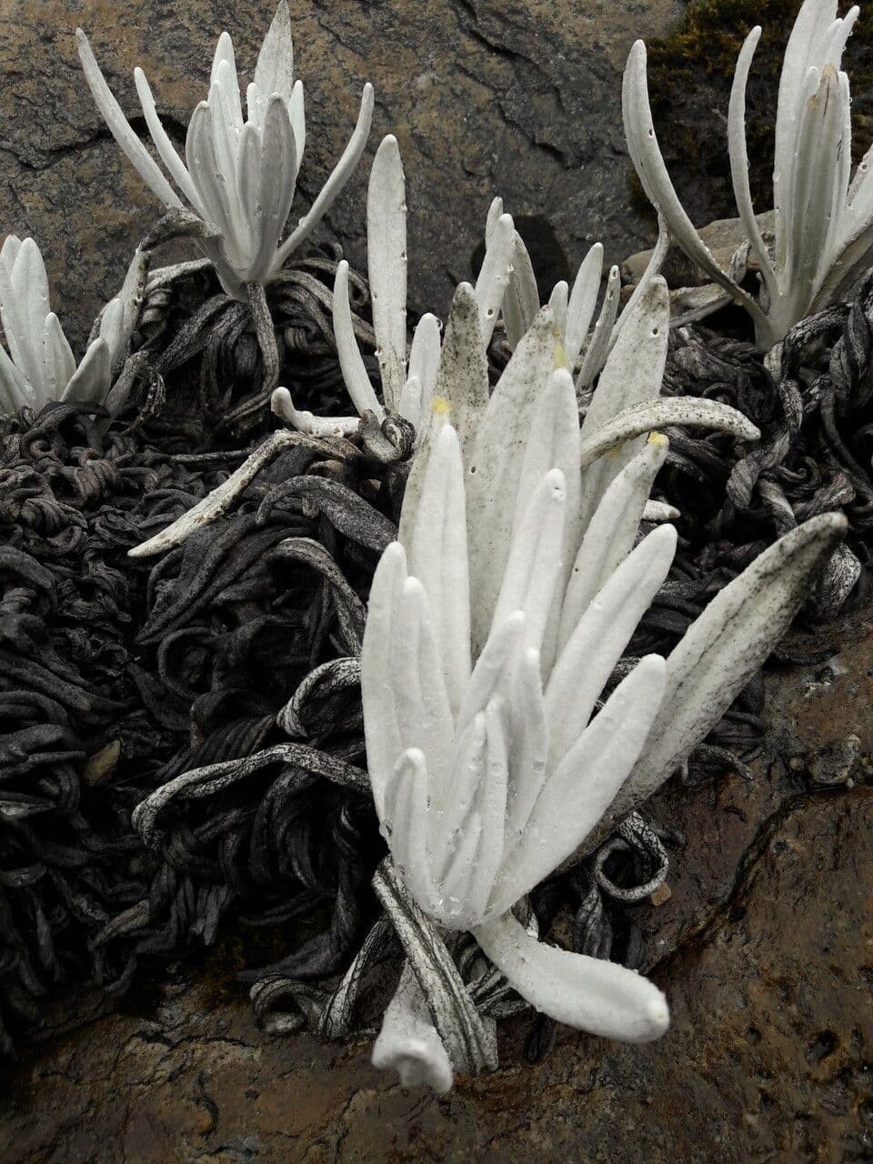 Senecio 15