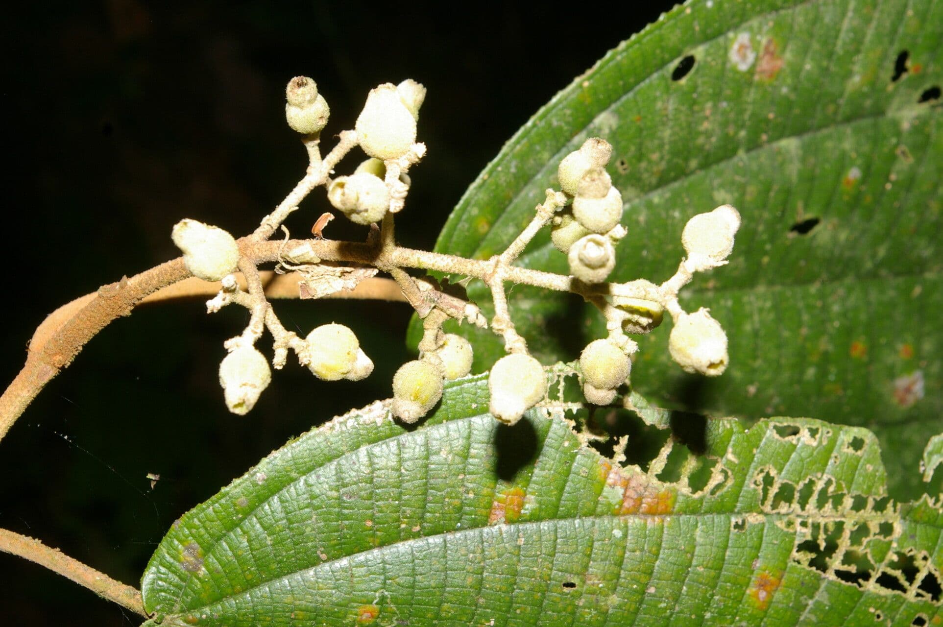 Miconia bubalina 6