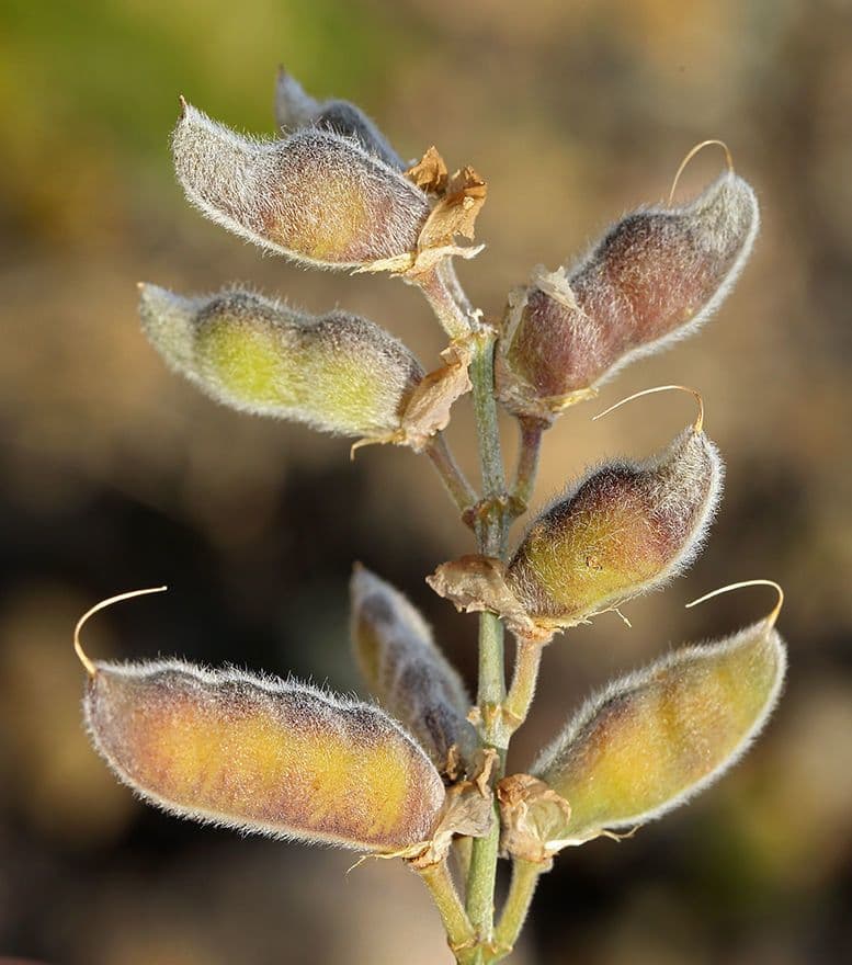Baum-Lupine