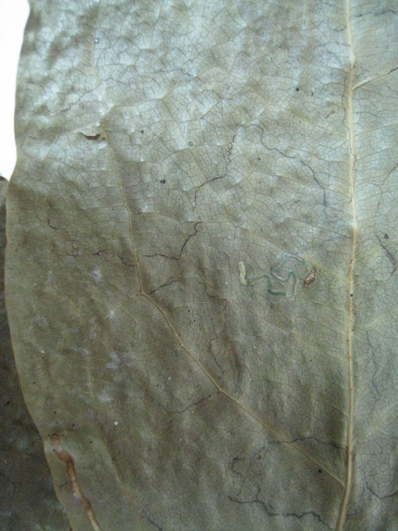 Candolleodendron 5
