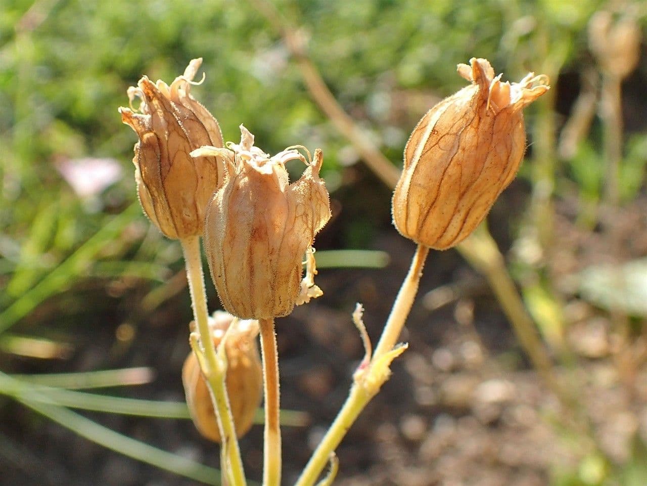 Silene