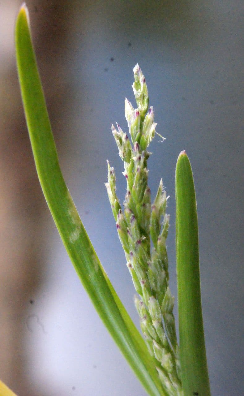 Knäuelgras 5