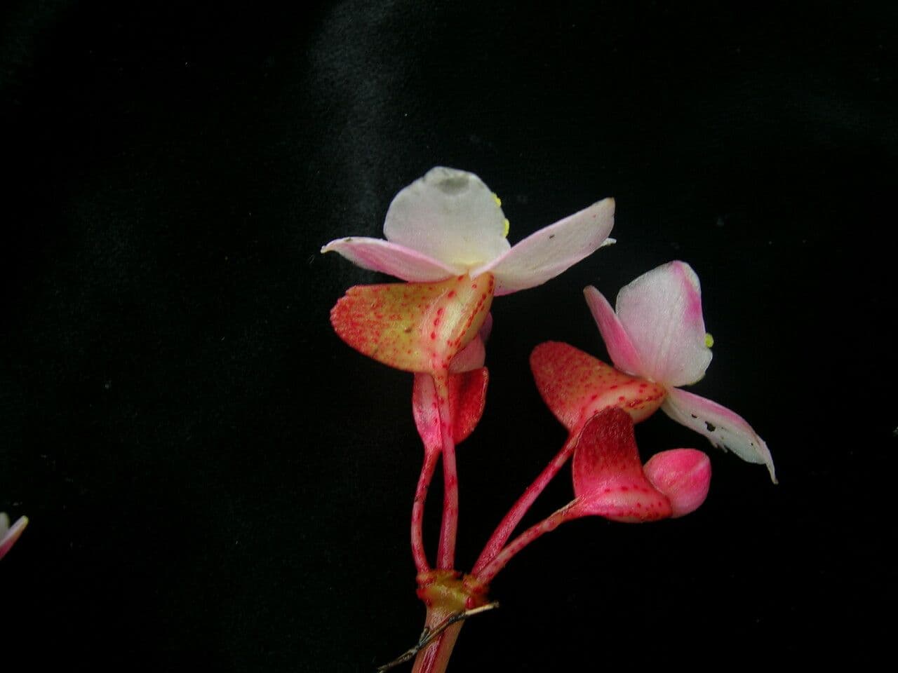 Begonia 7